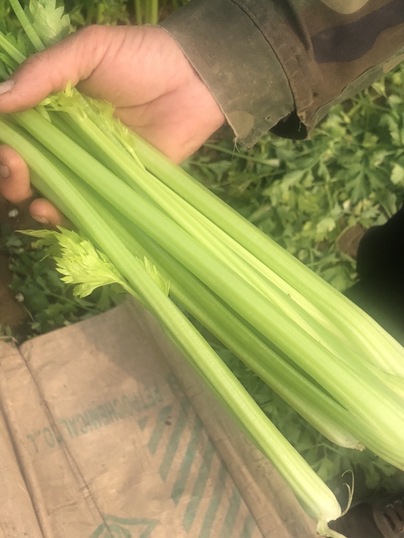 口感嘎嘎脆的芹菜大量上市，现在可以联系了，细颗，五指芹
