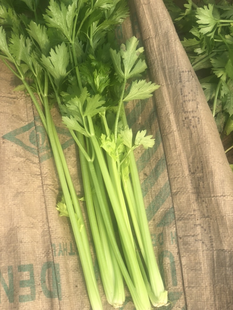 口感嘎嘎脆的芹菜大量上市，现在可以联系了，细颗，五指芹