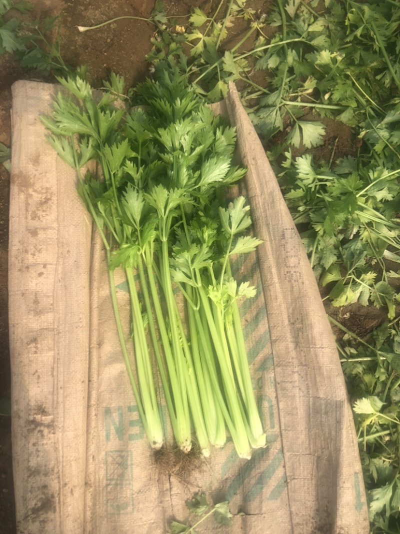 口感嘎嘎脆的芹菜大量上市，现在可以联系了，细颗，五指芹