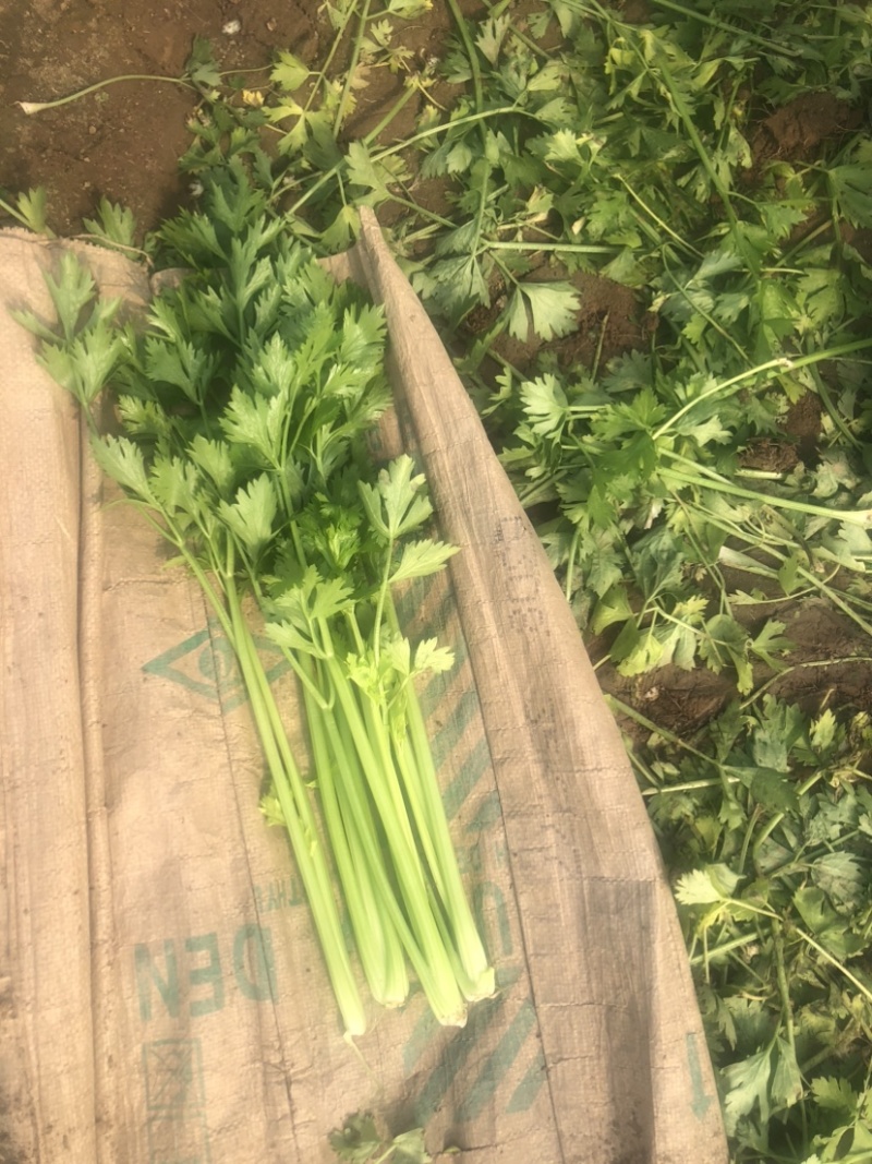 口感嘎嘎脆的芹菜大量上市，现在可以联系了，细颗，五指芹