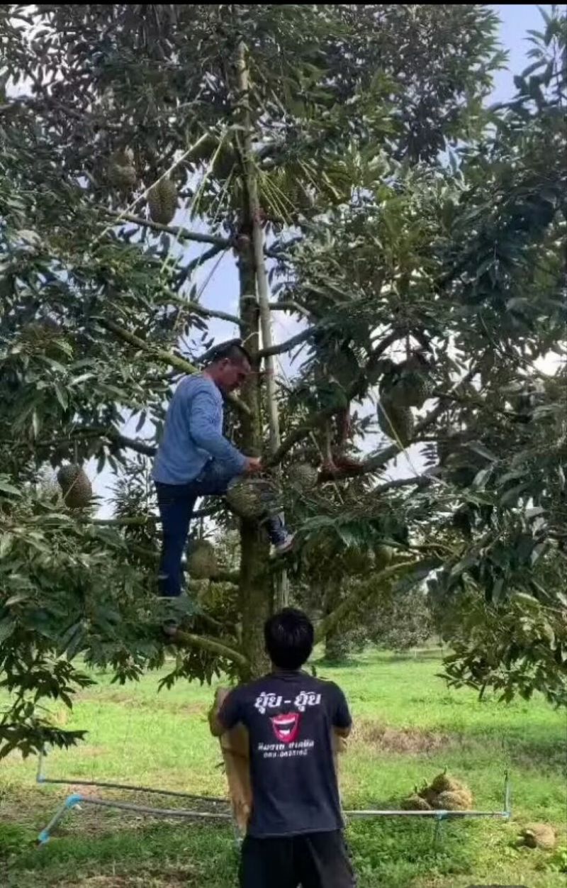 金枕榴莲，产地直发，坏果包赔包售后，
