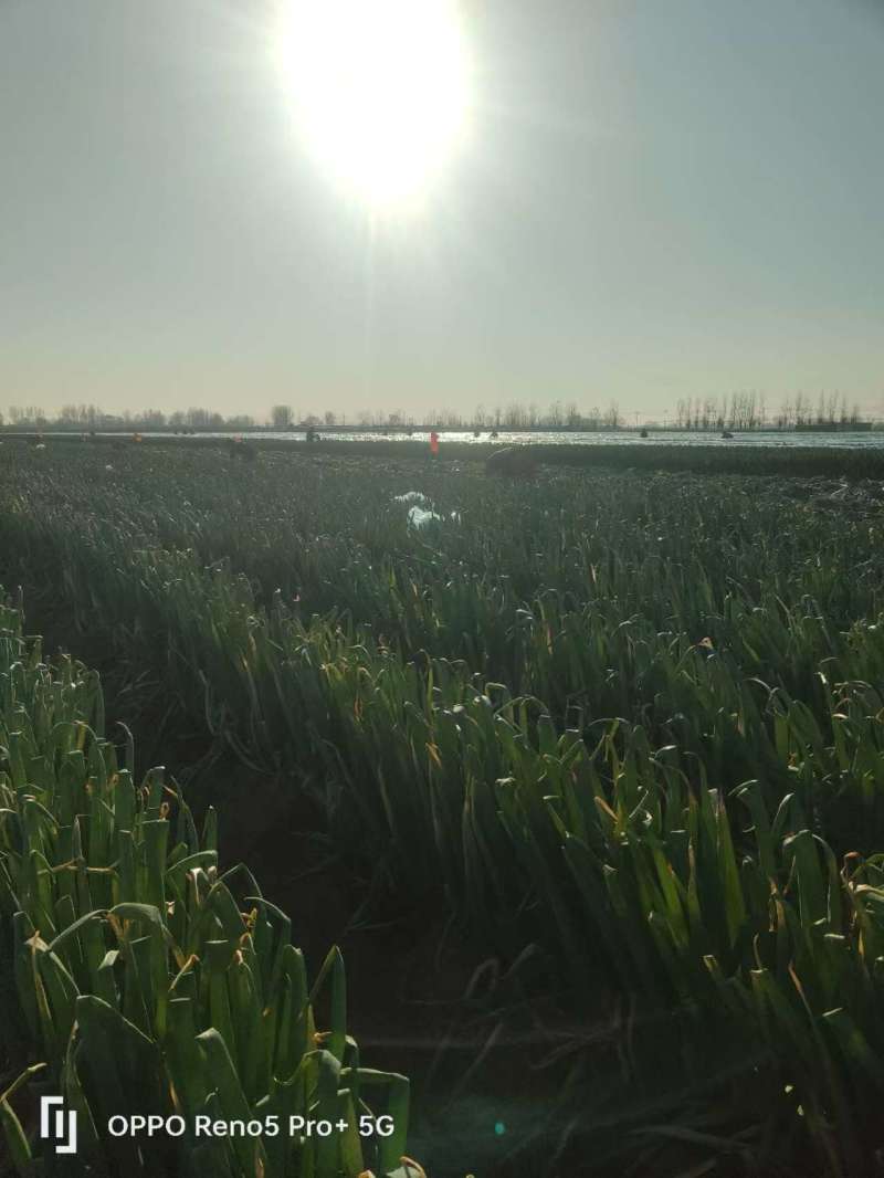 河北精品铁杆大葱，质量好，价格低，产地直发，基地出货毛葱