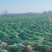 河北精品铁杆大葱，质量好，价格低，产地直发，基地出货毛葱