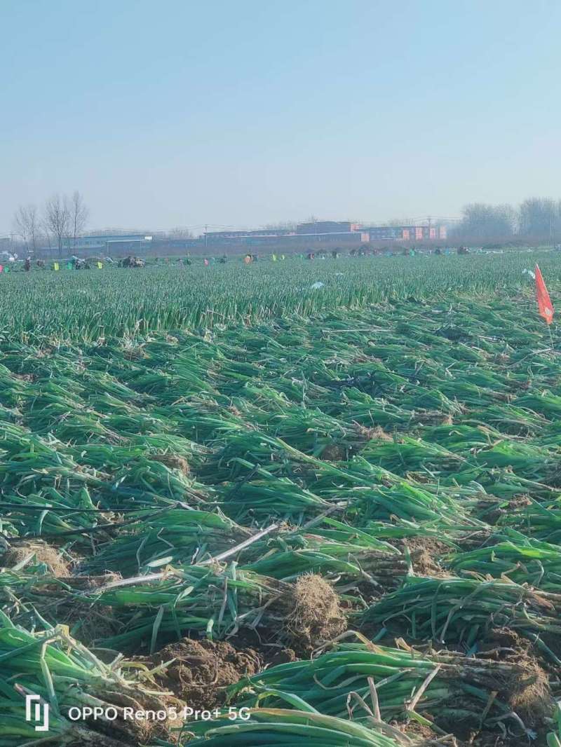河北精品铁杆大葱，质量好，价格低，产地直发，基地出货毛葱