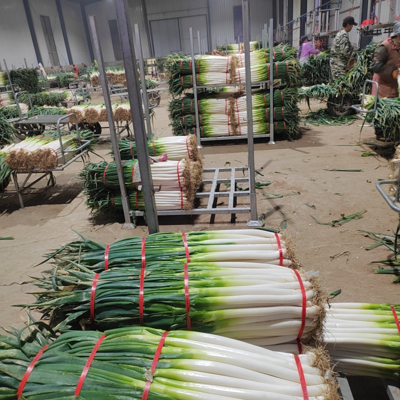 河北精品铁杆大葱，质量好，价格低，产地直发，基地出货毛葱