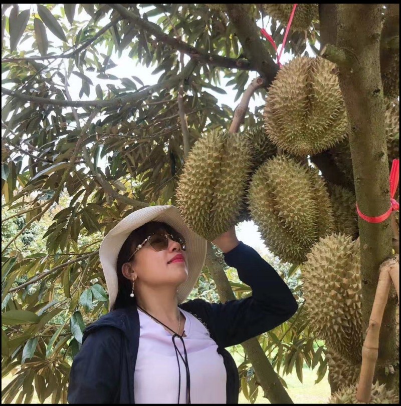 金枕榴莲，产地直发，坏果包赔包售后，