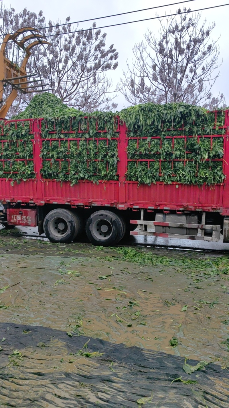 速冻厂菠菜脱水厂菠菜，打粉菠菜大量有货有自己基地