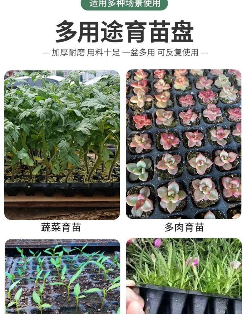 育苗盘穴盘加厚厂家直销育草莓育辣椒育小苗