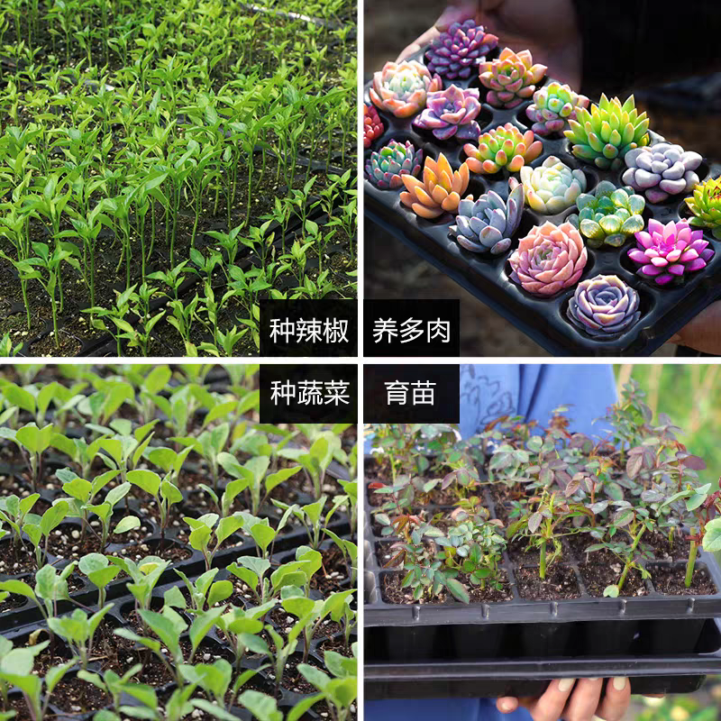 育苗盘穴盘加厚厂家直销草莓辣椒林木育苗盘