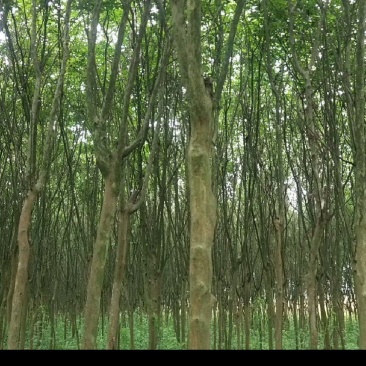 农户自己种植紫薇