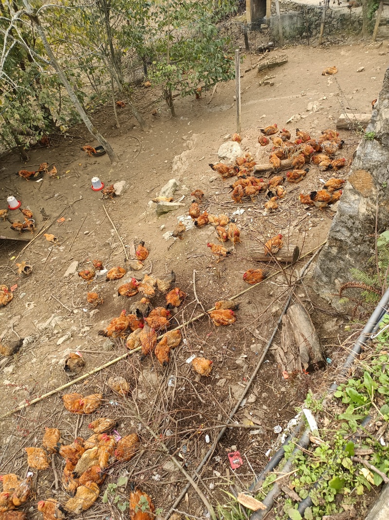 农家散养跑山鸡