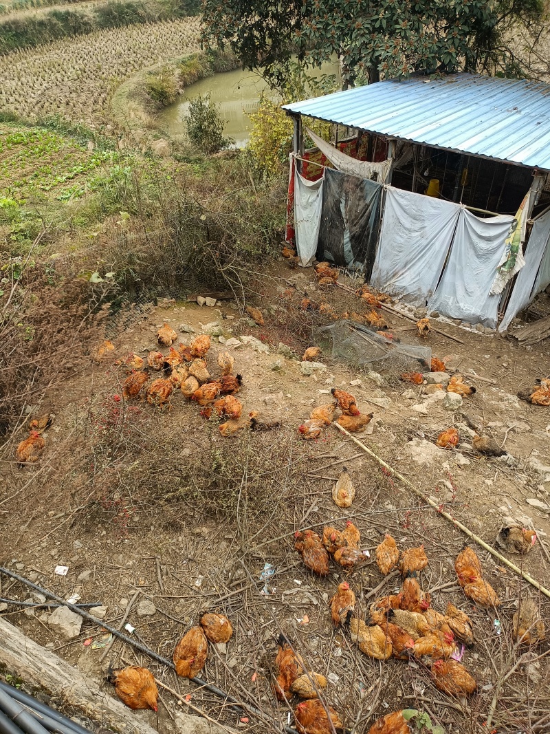 农家散养跑山鸡