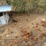 农家散养跑山鸡
