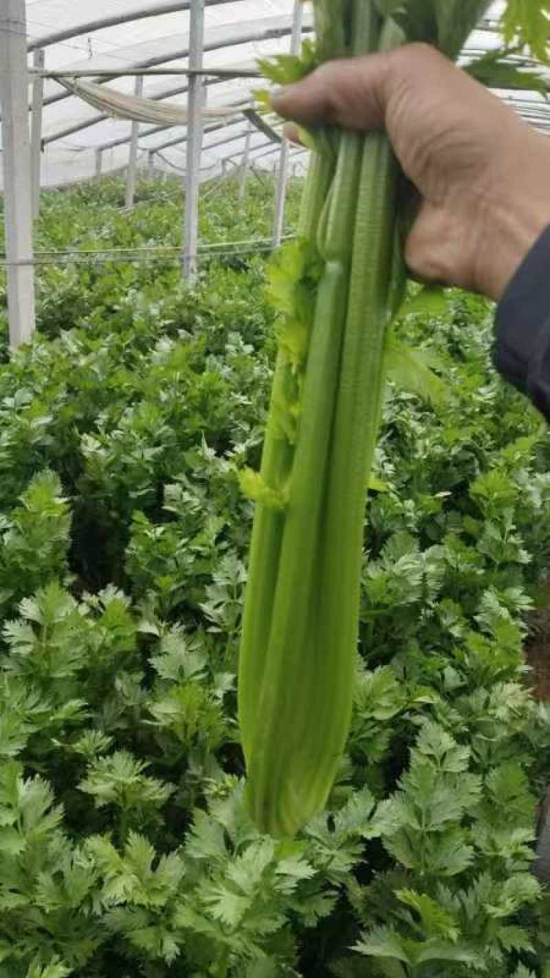 西芹