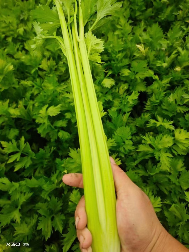 西芹