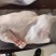 半片鸭，单片套袋，带肺去小尾，去肺去大尾，工厂发货