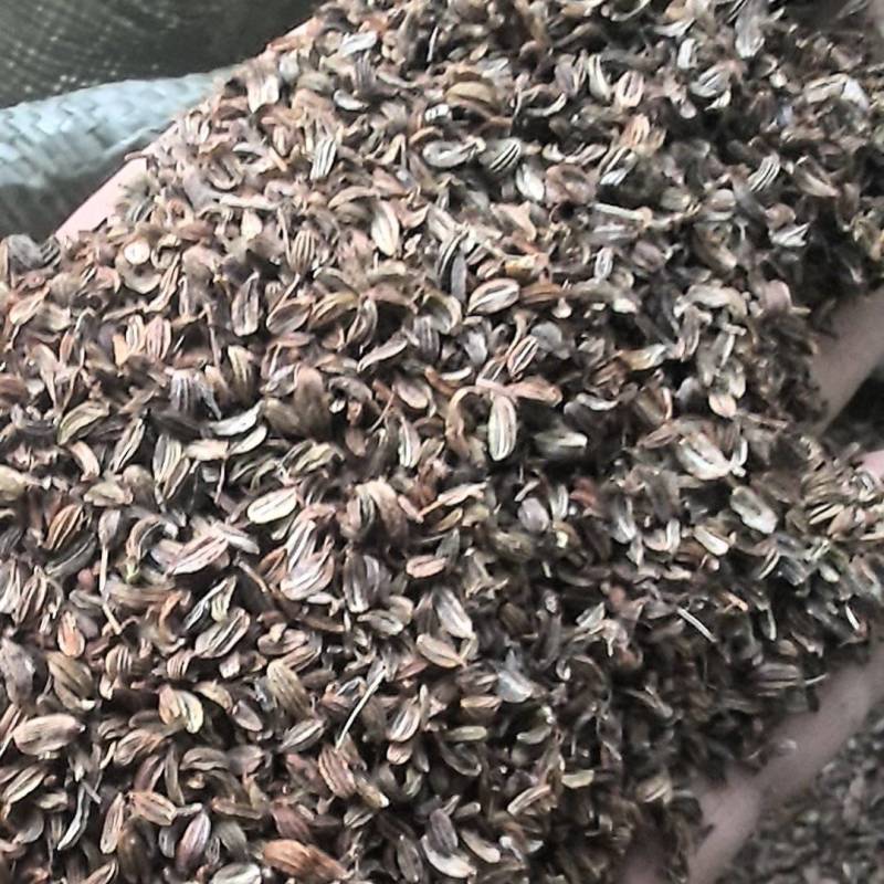 大量供应东北优质辽藁本种子货源稳定量大价优欢迎致电