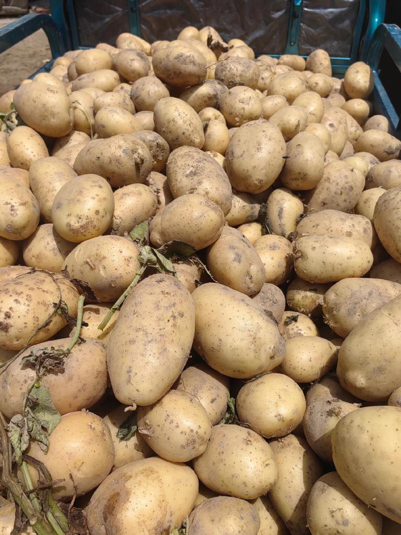 淀粉土豆大量供应淀粉厂脱水加工厂