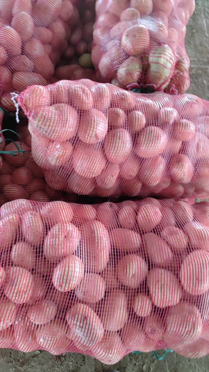 淀粉土豆大量供应淀粉厂脱水加工厂