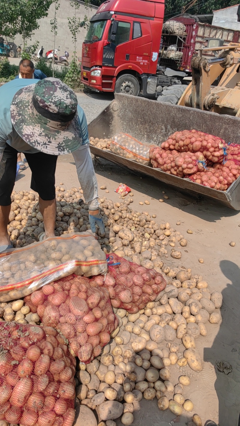 淀粉土豆大量供应淀粉厂脱水加工厂