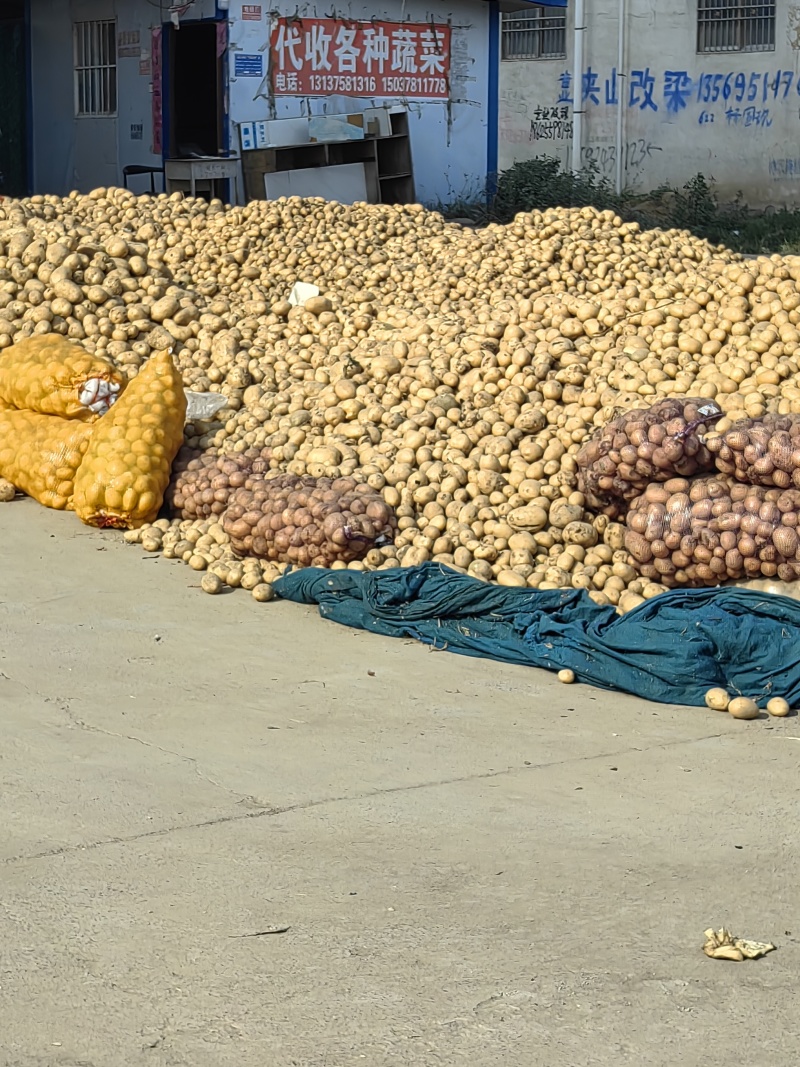 淀粉土豆大量供应淀粉厂脱水加工厂