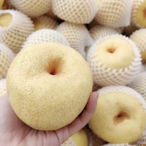 精品酥梨大量上市自有冷库一手货源诚信经营