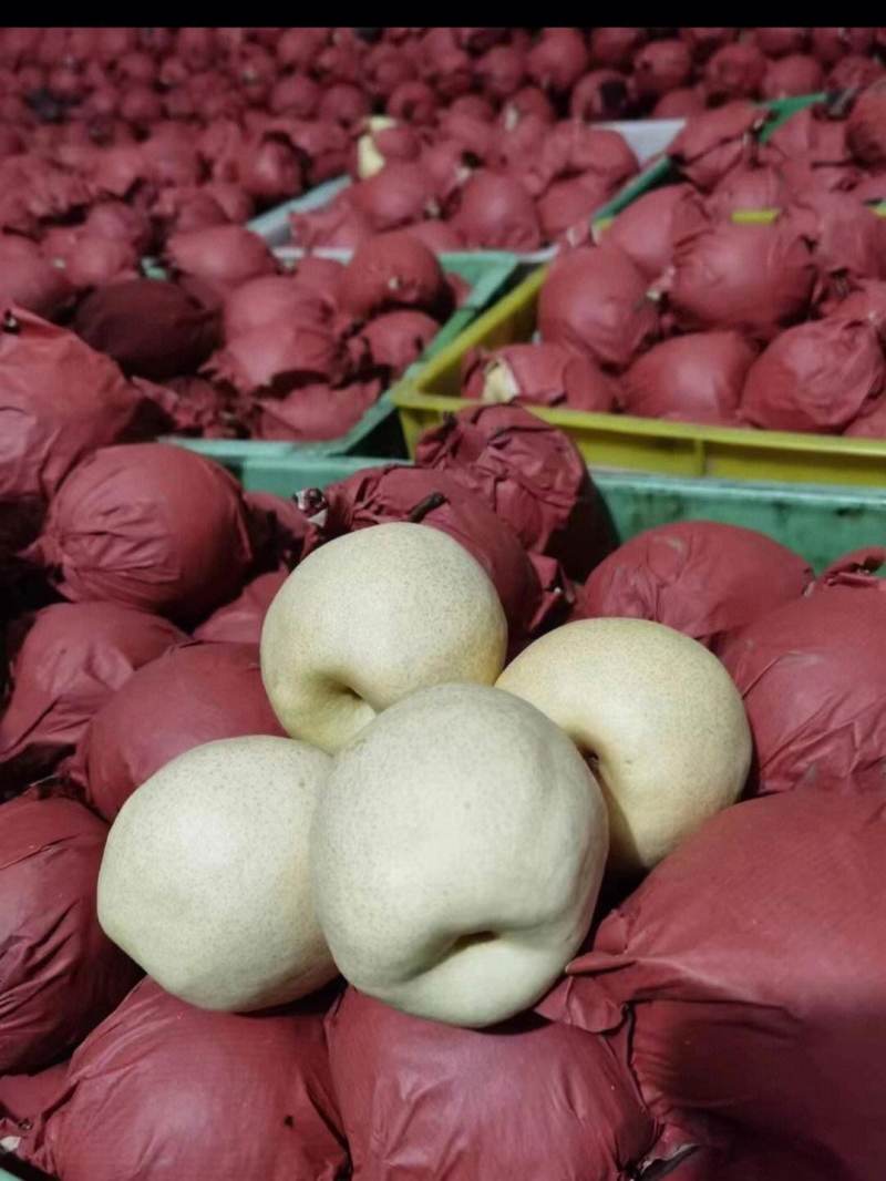 精品酥梨大量上市自有冷库一手货源诚信经营