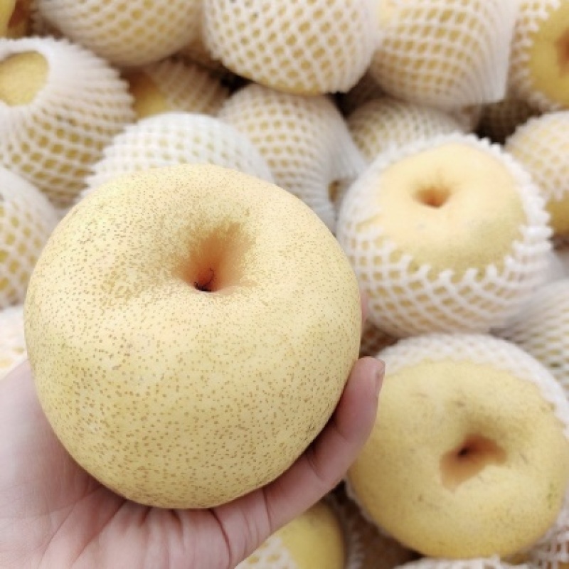 精品酥梨大量上市自有冷库一手货源诚信经营
