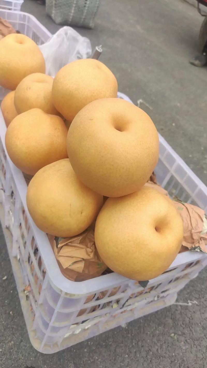 精品酥梨大量上市自有冷库一手货源诚信经营
