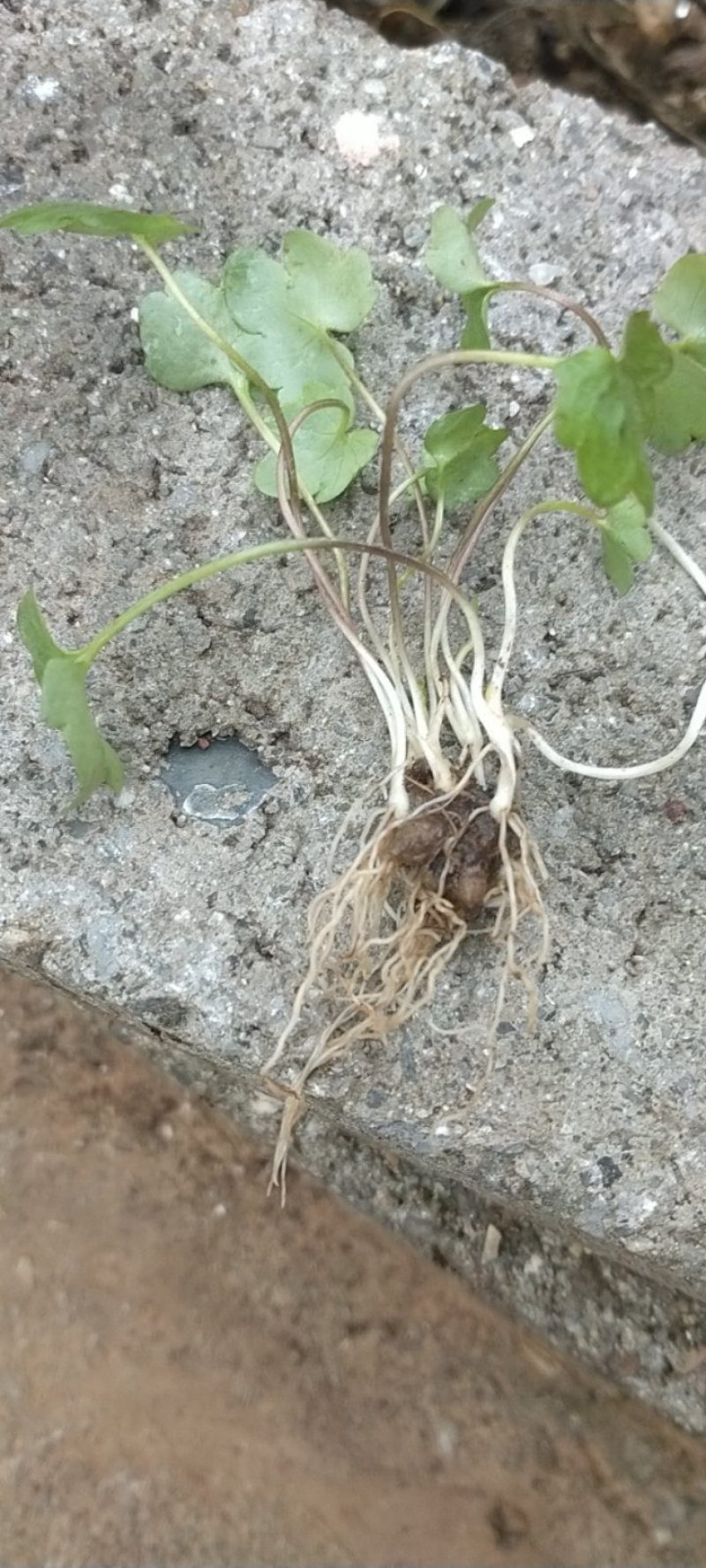 猫爪草种苗，一手货源，面向全国采购商，易成活