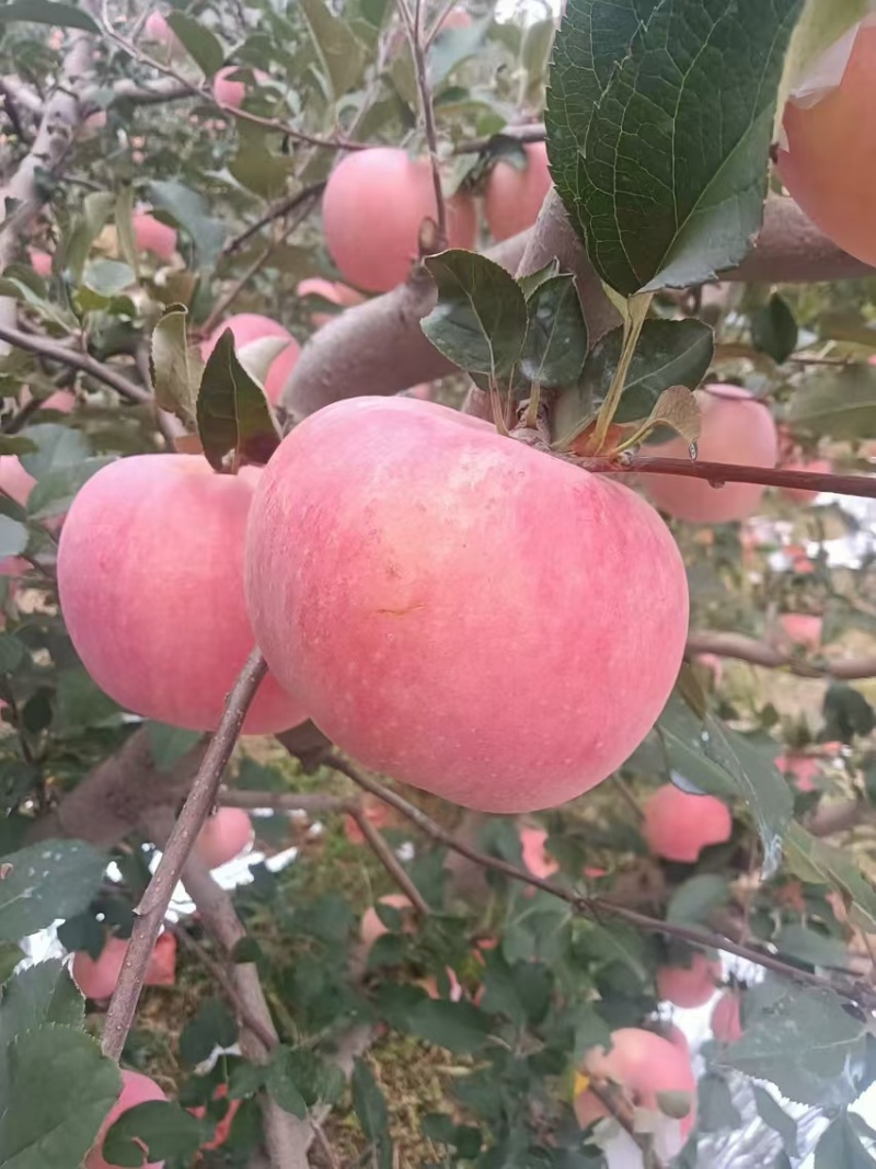 【当季新鲜】山东水果富硒苹果脆甜皮薄无渣红富士苹果