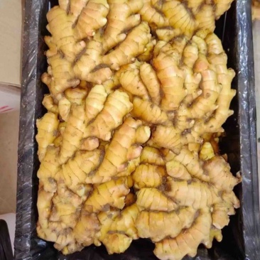 《精选》山东大黄姜种植基地产地常年供应货源充足