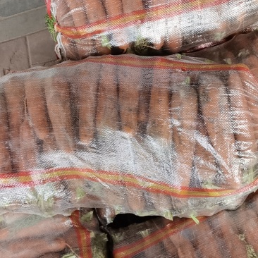 三红胡萝卜供应市场，电商加工厂保药残量大从优