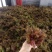 红油香椿芽