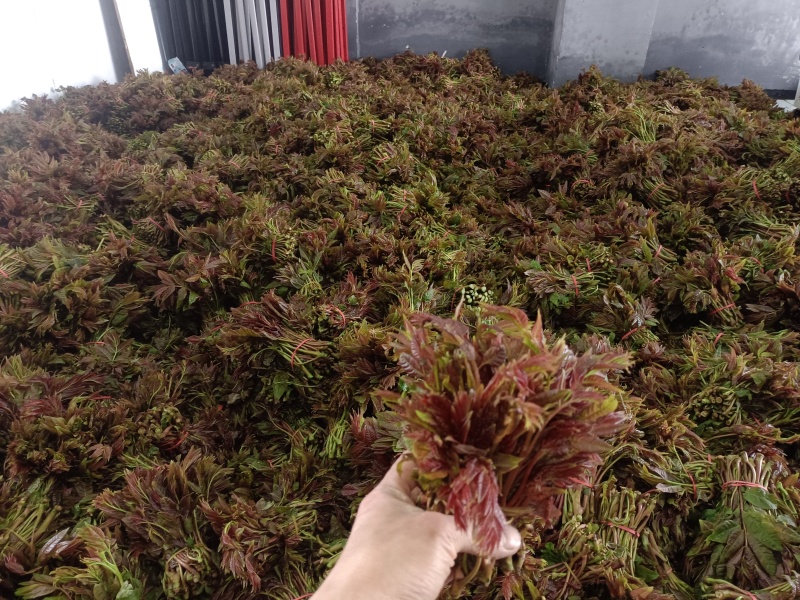 红油香椿芽