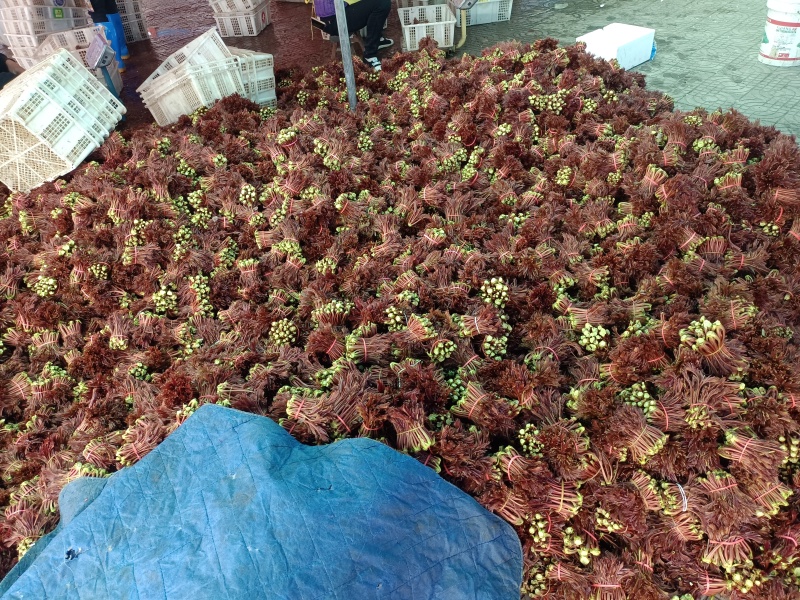 红油香椿芽