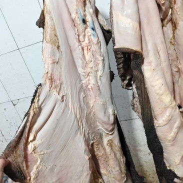 纯干货牛毛肚牛大肚牛肚原料