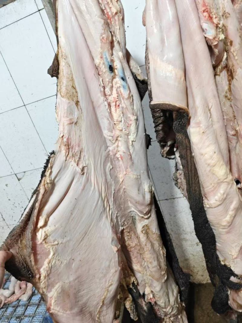 纯干货牛毛肚牛大肚牛肚原料