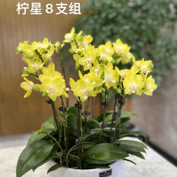 蝴蝶兰柠星！清新淡雅，山东基地直发，量大优惠！