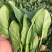 菠菜，山东潍坊菠菜，货源充足，可以视频看货