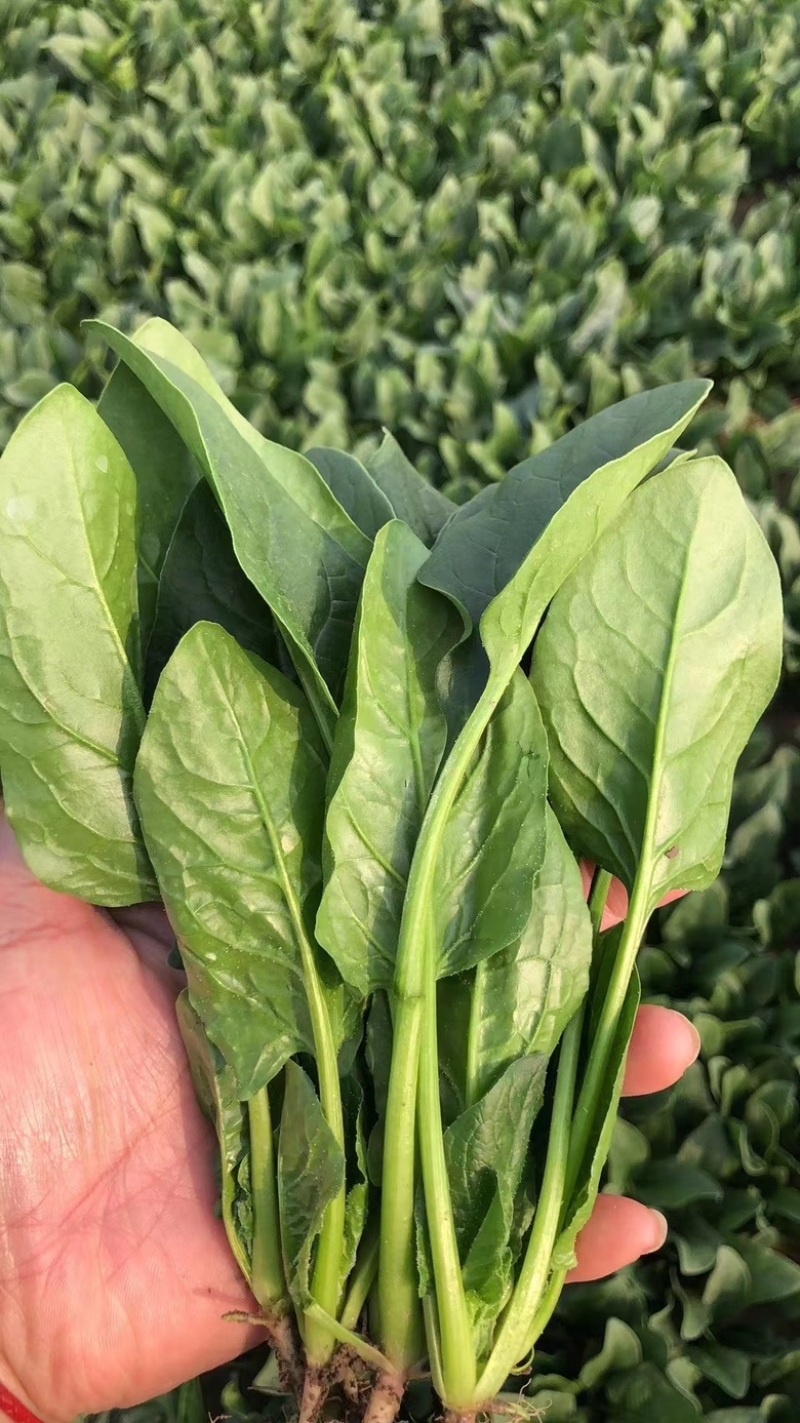菠菜，山东潍坊菠菜，货源充足，可以视频看货