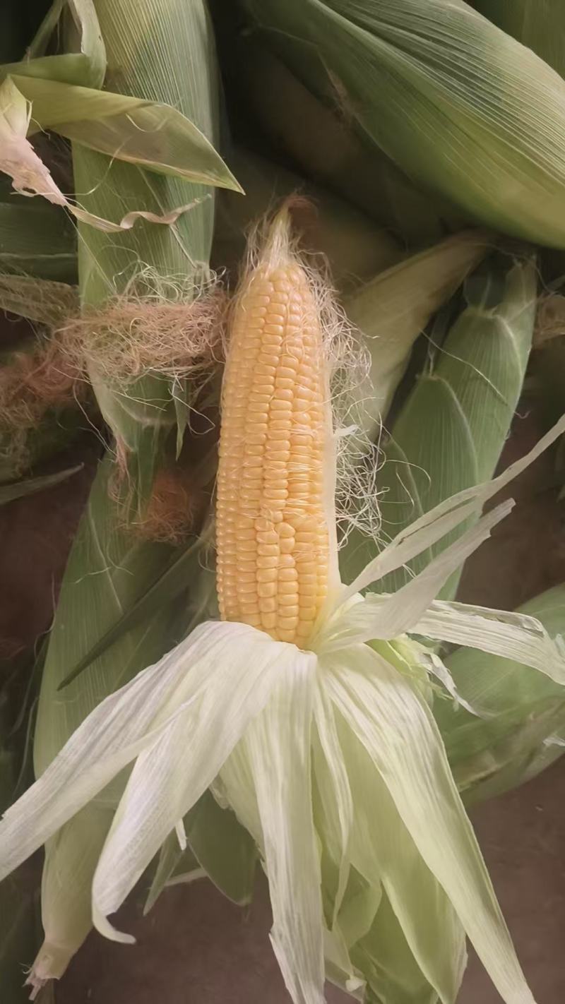 水果玉米无花边无虫眼工厂货市场货规格全来电话