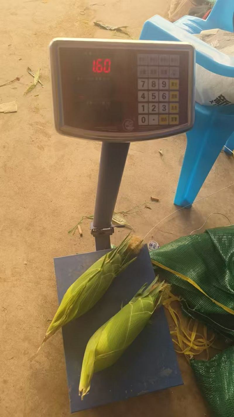 水果玉米无花边无虫眼工厂货市场货规格全来电话