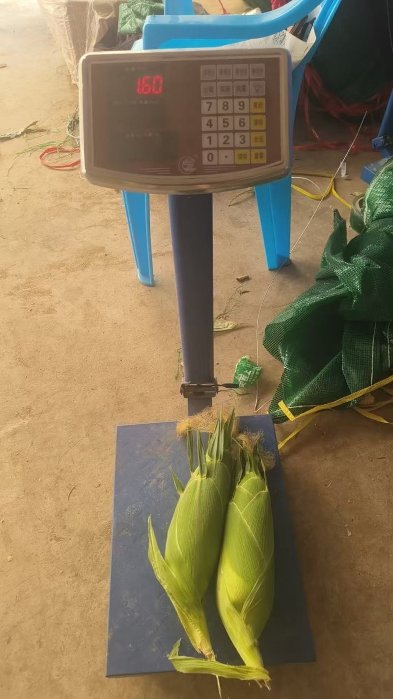 水果玉米无花边无虫眼工厂货市场货规格全来电话