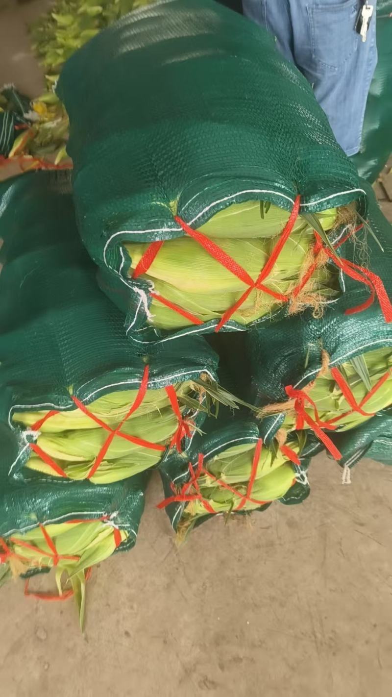 水果玉米无花边无虫眼工厂货市场货规格全来电话