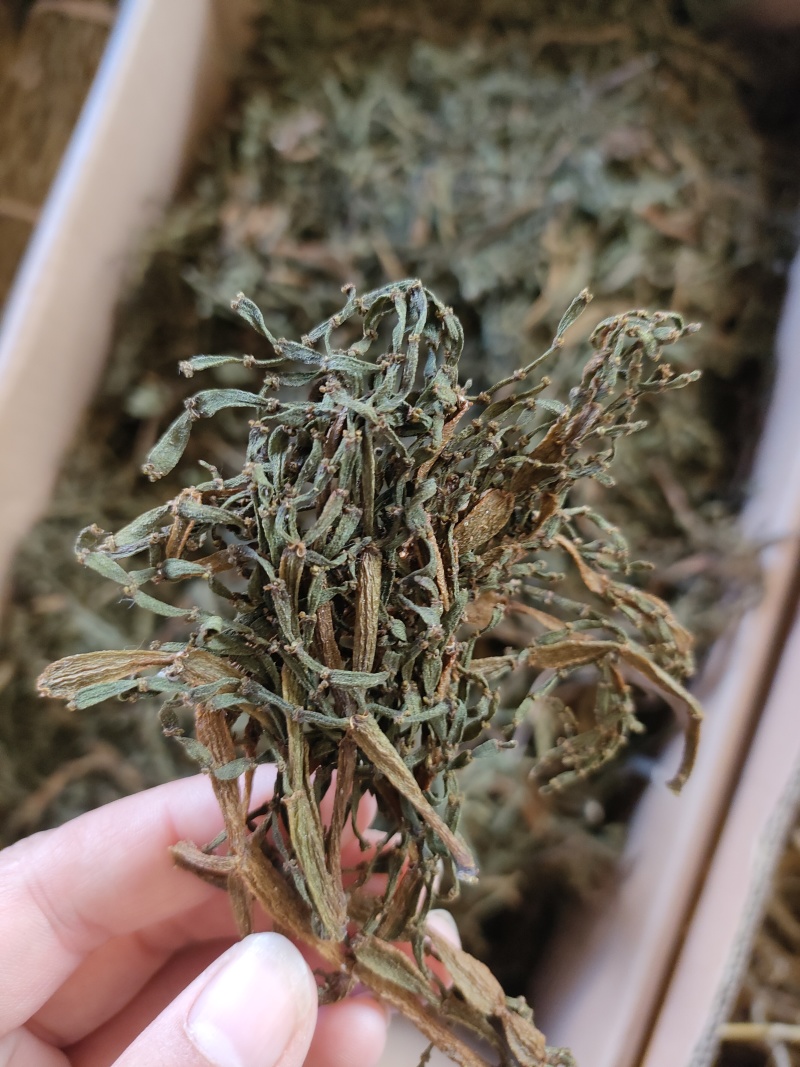寄生，螃蟹脚，一手货源，质量保证，量大价优