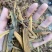 寄生，螃蟹脚，一手货源，质量保证，量大价优