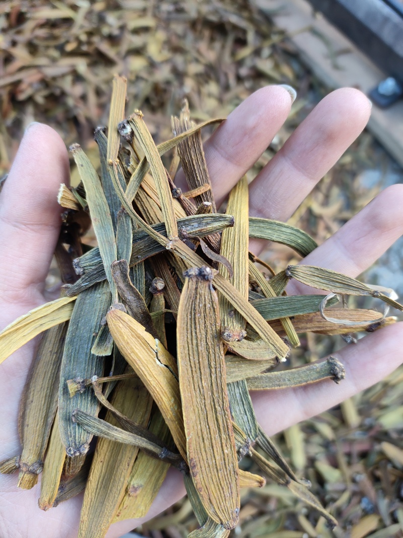 寄生，螃蟹脚，一手货源，质量保证，量大价优