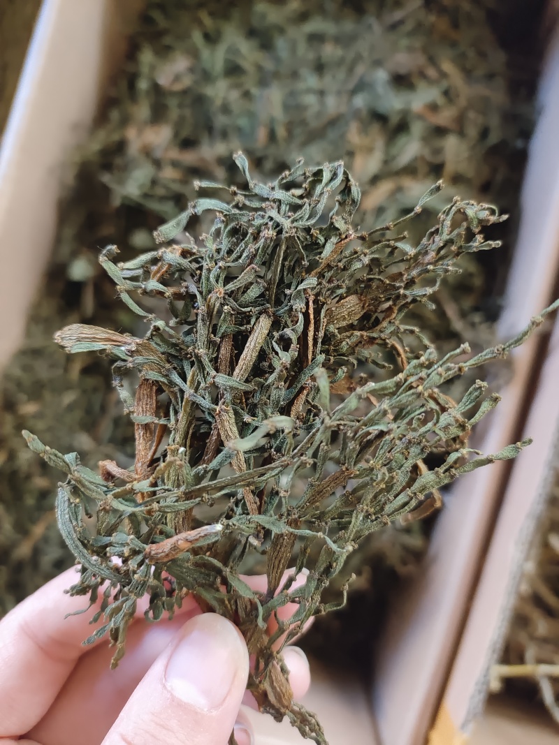 寄生，螃蟹脚，一手货源，质量保证，量大价优