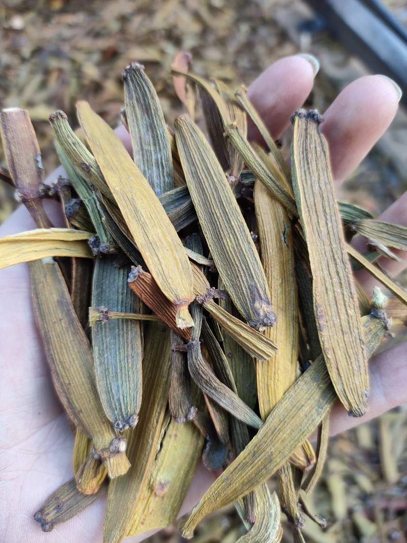寄生，螃蟹脚，一手货源，质量保证，量大价优